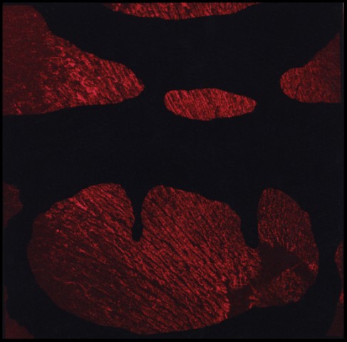 Work Sample